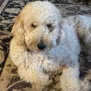 Meet your Posher, Marie